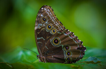 Colombia is one of the countries with the greatest biodiversity of butterflies in the world