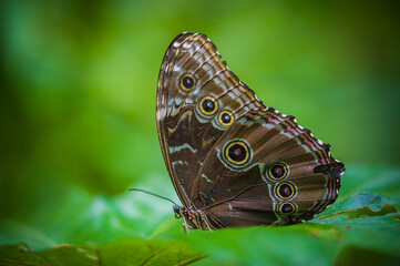 Colombia is one of the countries with the greatest biodiversity of butterflies in the world