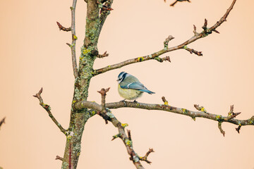 Blue Tit sitting in a tree