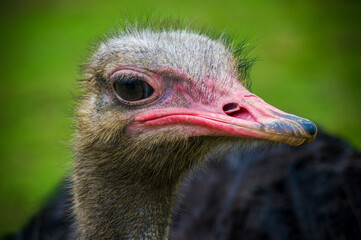 The ostrich, one of the largest and most curious birds for its gestures