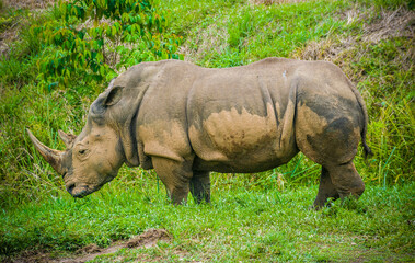 Fototapeta premium The rhinoceros is a pachyderm mammal up to 5 meters in length