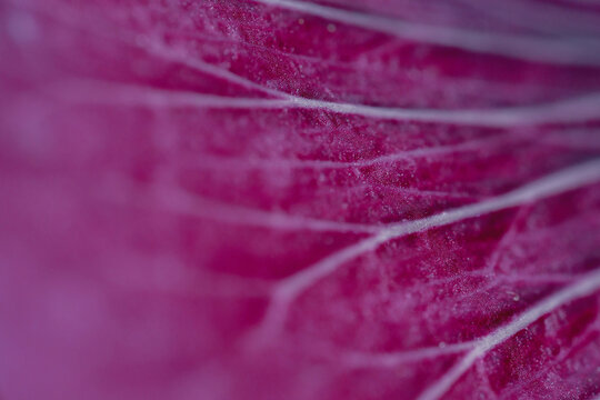 Macro shot veined red cabbage leaf