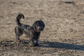 Wet puppy on the beach after playing in the water