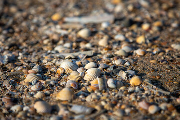 Hintergrund mit Strand, Muscheln und Sand