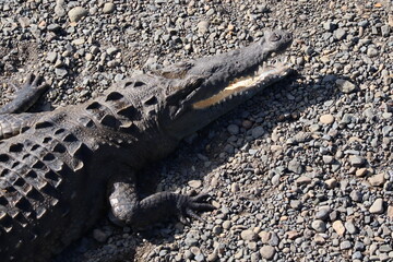 crocodile on the beach