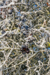 Hochformat: Schlehen / Früchte des Schlehdorn (lat.: Prunus spinosa) in einer vereisten Schlehenhecke im Winter bei Frost und Raureif