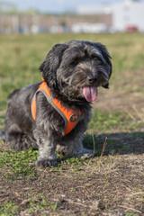 Portrait of dog resting with tongue out in park