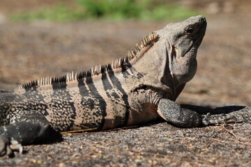 iguana on a rock