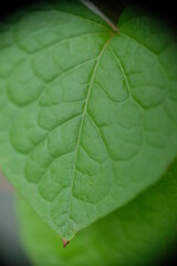 Close-up of Antigonon leaf in home garden.