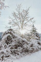 Fototapeta premium Winterlandschaft