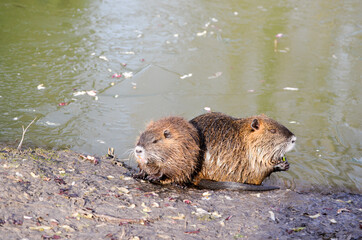 Cuccioli di nutria in riva ad un laghetto in inverno.