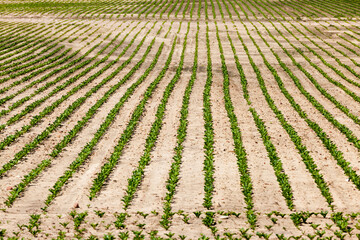 sugar beet are grown