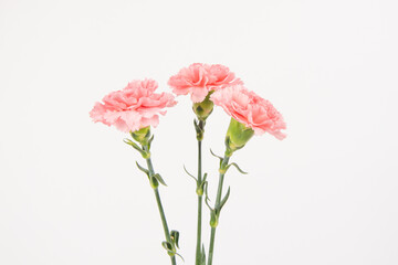 Pink carnation mother's day blessing flowers on whtie background