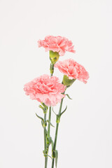 Pink carnation mother's day blessing flowers on whtie background