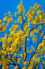 The guayacan is a colorful tropical tree