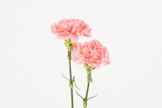 Pink carnation mother's day blessing flowers on whtie background
