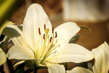 Extreme closeup of a white lily flower, full frame. Macro photography