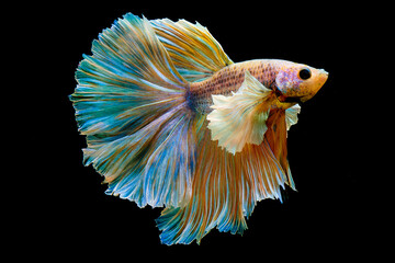 betta fish in aquarium with black background