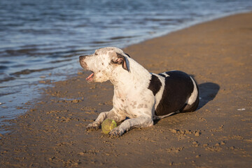Dog sitting on the beach barking at his owners