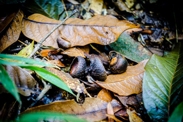pine nut, fruits of the forest