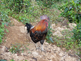 rooster in the field