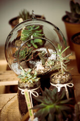 terrarium with succulents plants