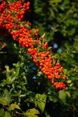 Nahaufnahme einer Feuerdornzweiges mit reifen Früchten.