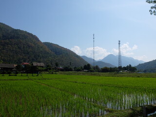 Obraz premium rice fields in Thailand