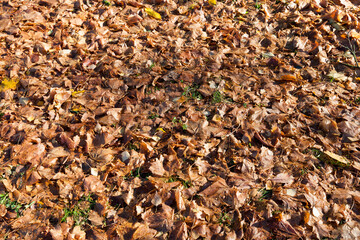Dry foliage fallen