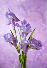 Fototapeta na wymiar Bouquet of spring purple Irises on abstract painting background.
