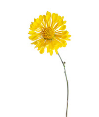 Yellow Сhrysanthemum flower (Tante Heti) isolated on white background