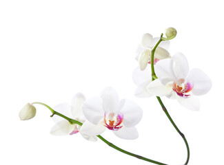 White  and pink orchids  isolated on white