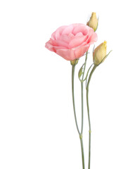 pink  flowers isolated on white. eustoma