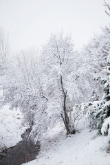 Nieve en españa, aragon, zaragoza, invierno blanco, arboles , nevada, frio, paisaje, parque, rio conjelado.