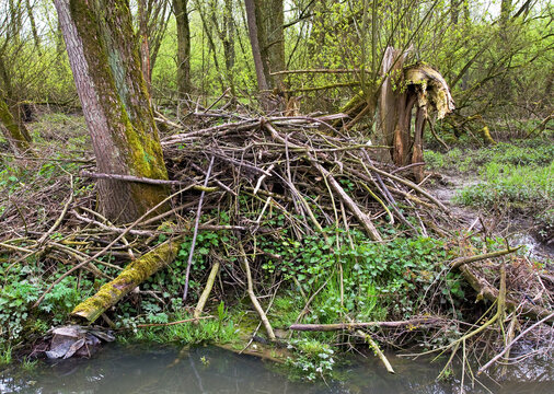 Beverburcht Biesbosch, Beaver Castle Biesbosch