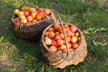 Fototapeta na wymiar fresh harvest red tomatoes