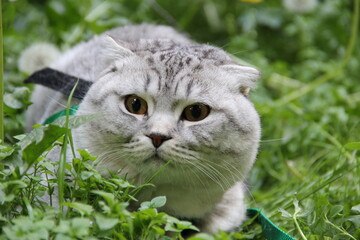 cat in grass
