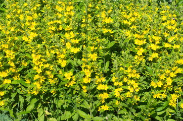 Lysimachia flowers blooms in the garden on a summer day
