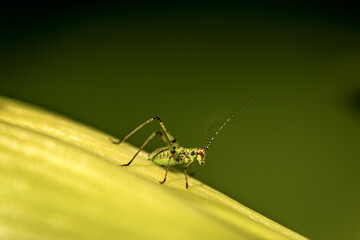 Macro Photography of a Cricket Insect on a Green Leaf, side view.