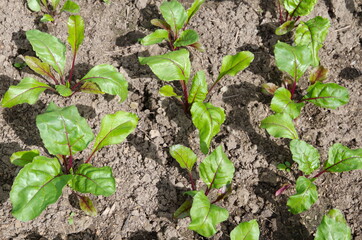 Beets grow in the vegetable garden