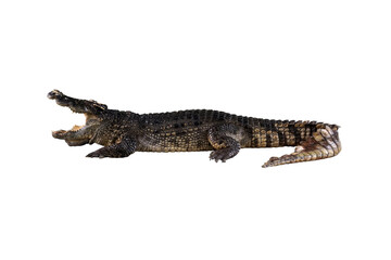 The Thai crocodile gasped isolated on a white background.