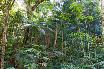 Atlantisch Regenwoud; Atlantic Rainforest