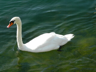 white swan on the lake