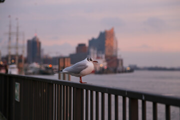 Seagull perching on railing with defocused Elbphilharmonie in Hamburg, Germany at dusk