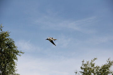 seagull in the sky