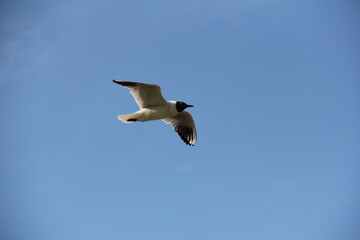 seagull in the sky