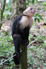 Capuchin monkey