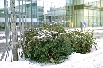 Discarded christmas trees after the holiday on the snow-covered sidewalk.	