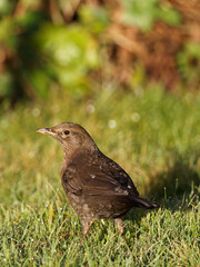 A female Blackbird (Turdus merula) perched on a wooden fence panel