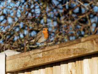 A European Robin (Erithacus rubecula) perched on wooden fence panel